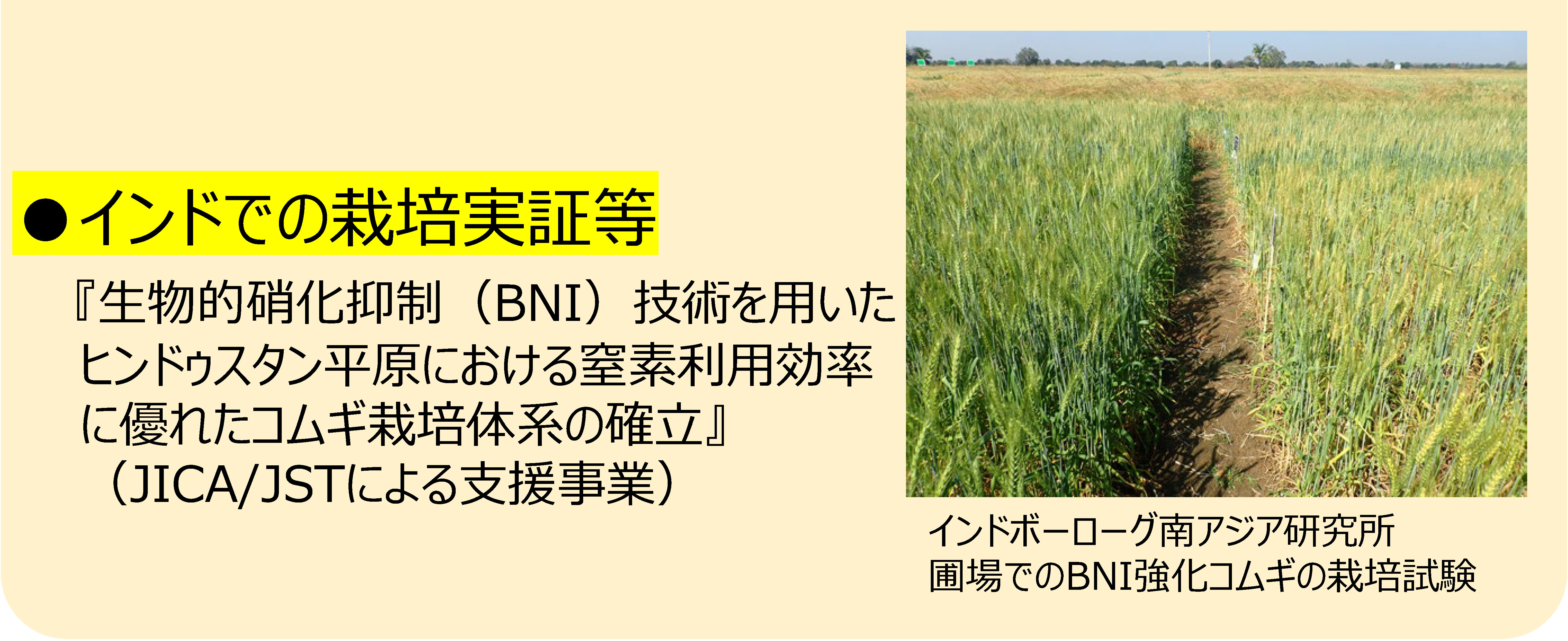 1世界でのBNI強化コムギの開発・普及のうちインドでの栽培実証等について
