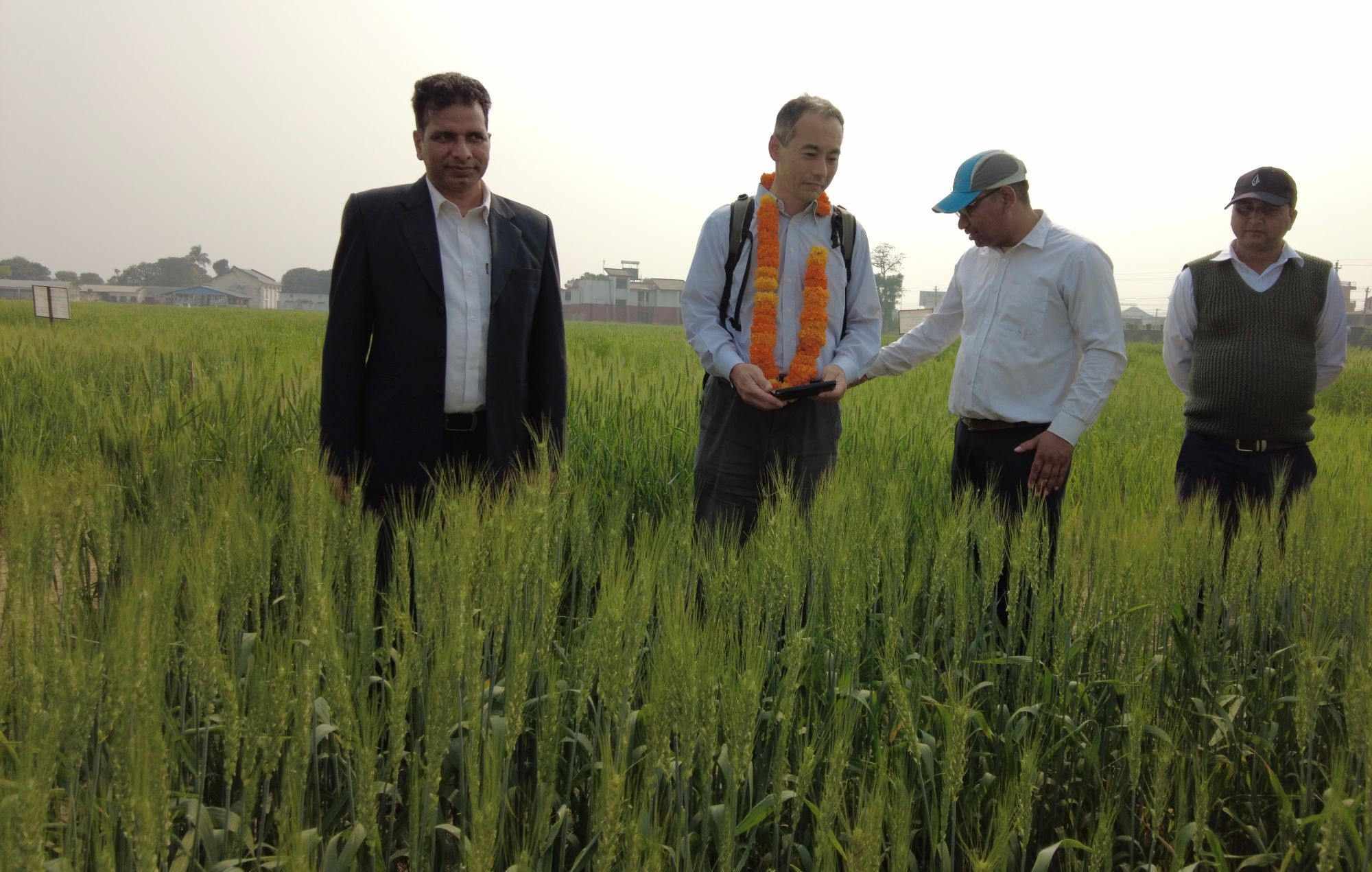 窒素肥料削減のためのBNI強化コムギの栽培実証研究圃場（ネパール）