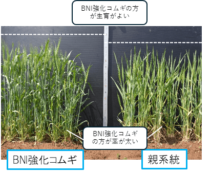 BNI強化コムギ（左）と親系統（右）との生育を比較した写真。BNI強化コムギの方が茎が太く、生育が良い。