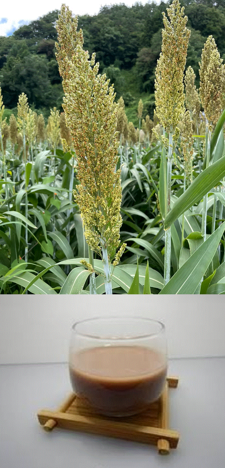 ソルガムミルクと収穫前のソルガム ソルガムミルクと収穫前のソルガム